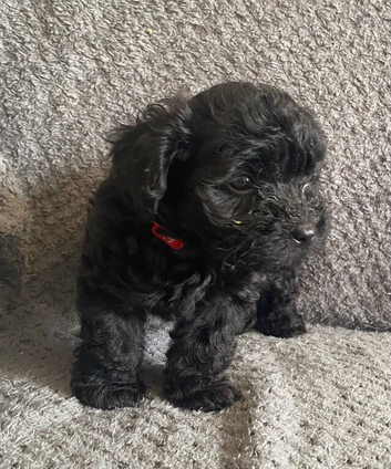 Toy cockapoo female