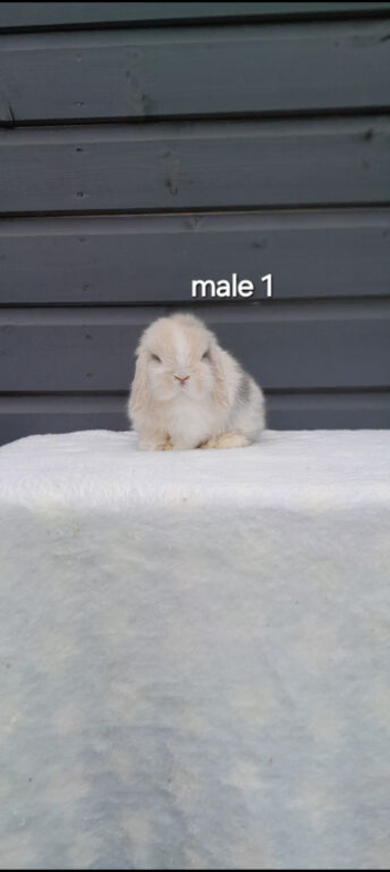Purebred mini lop rabbits