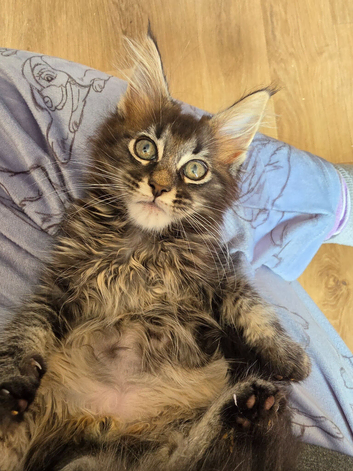 Maine Coon male 1 left