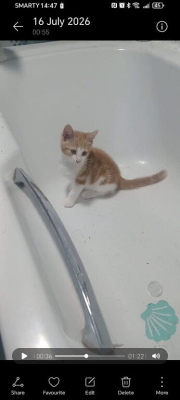 Male kittens