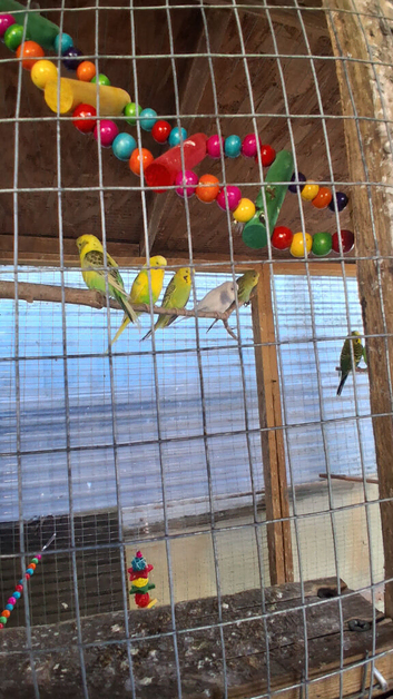 Budgies