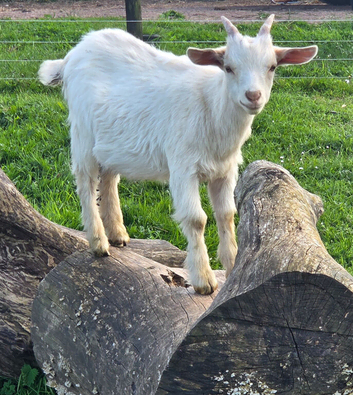 A pair of golden guernsey x pygmy goat kids for sale