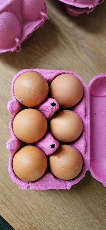 Hatching eggs chicken hen