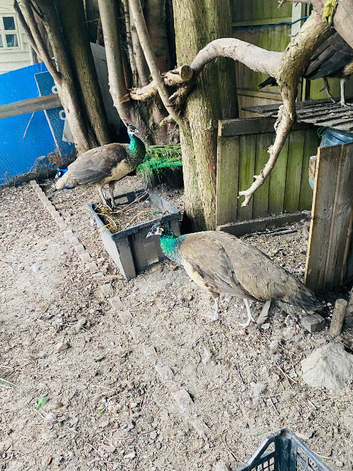 Peahen - Indian blue for sale