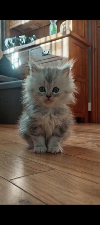6 lovely kittens