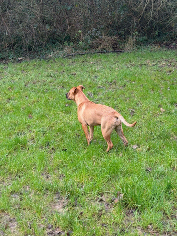 6.5 month old mastiff x