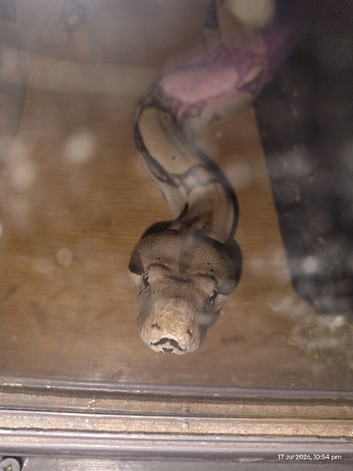 Boa constrictor snake