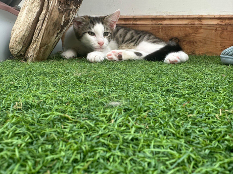 Maine coon cross boy