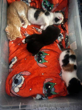3 kittens