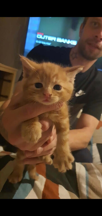 Kittens ready in 3 weeks