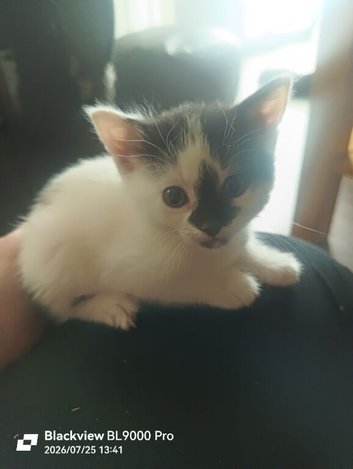 Kittens