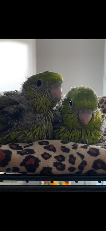 2 gorgeous handtame baby lineolated parakeets