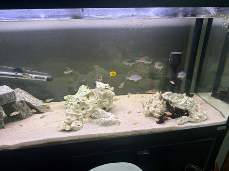 Malawi cichlids