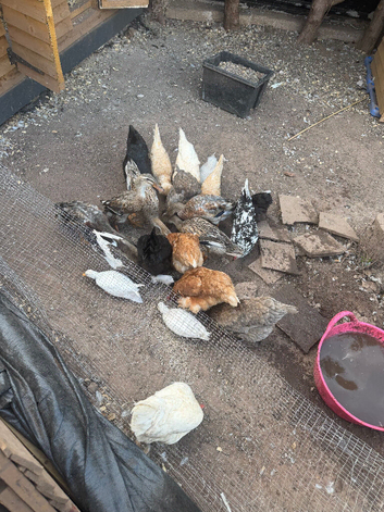 chicken and ducks