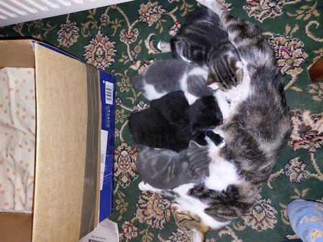 Kittens for Sale