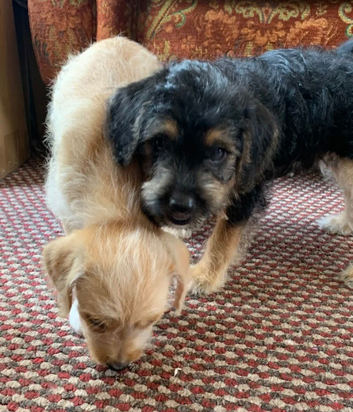 JackChi x Toy Poodle Puppies