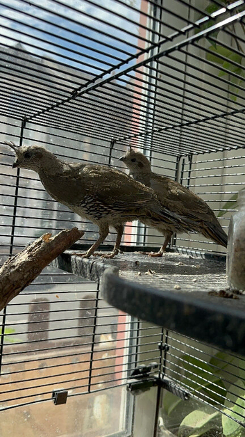 California Quails
