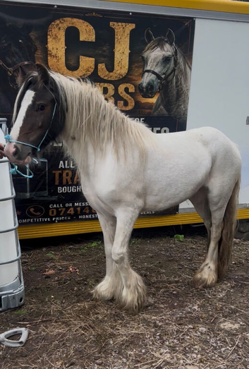 Bay and white cob filly 3 yr old