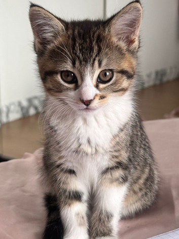 5 month old loving kitten