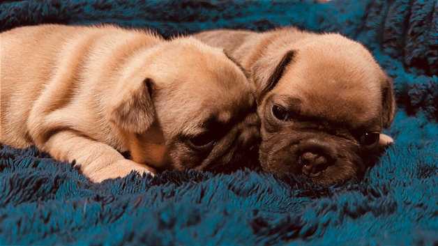2x female French bulldog