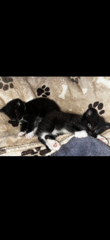 2 tuxedos, ready to leave now.