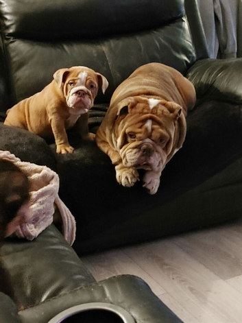 English bulldog
