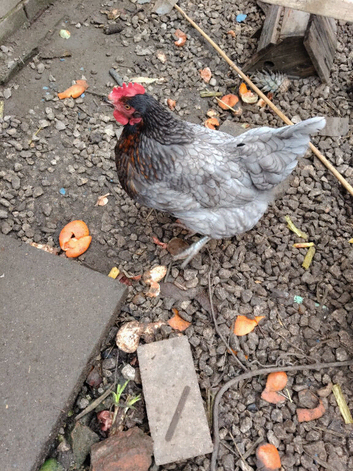 Hen laying egg