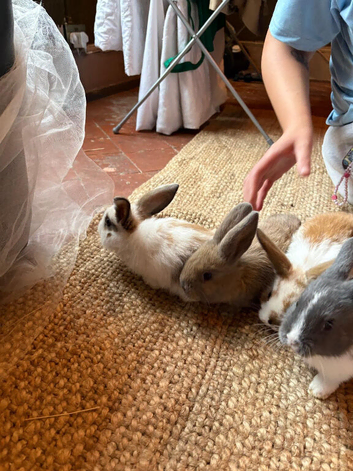 Unsexed rabbits