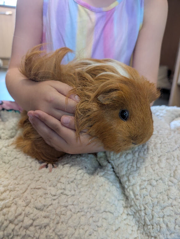 3 female guinea pigs
