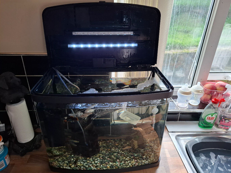 Full fish set up and fish