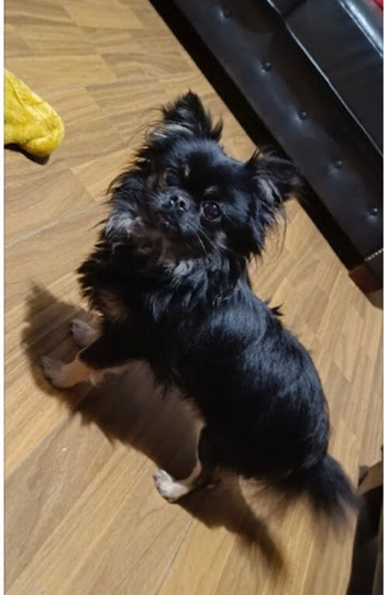 Tea cup long haired chihuahua