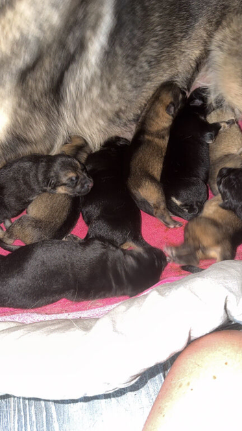 German shepherd puppies