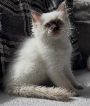 Tica registered Ragdoll