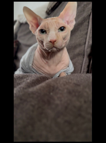1 year old male Sphynx cat