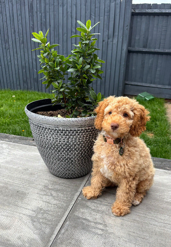 Puppy