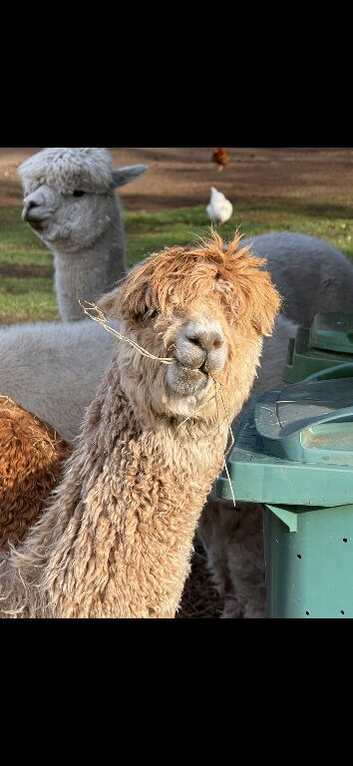 3 Beautiful Alpacas