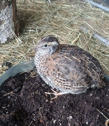 4 weeks old Japanese Coyturnix Quail