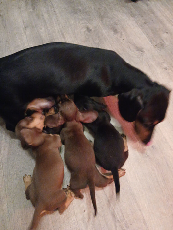 Puppies for sale
