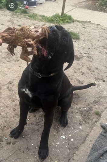 Two and a half year old cane corso