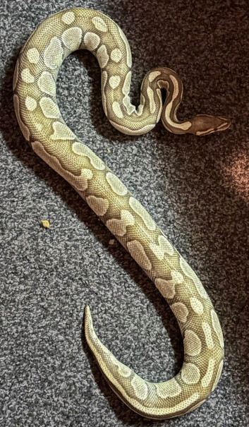 Female ball python and set up