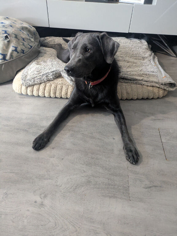 Charcoal Labrador