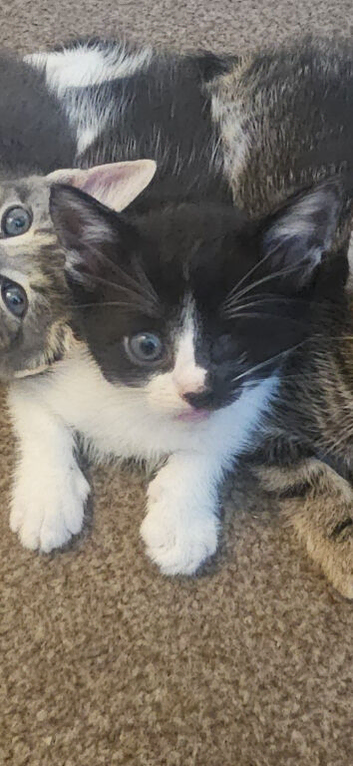 Male kitten