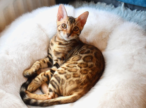 Beautiful Bengal kitten, one girl