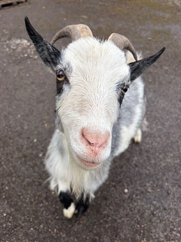 X3 Pygmy goats