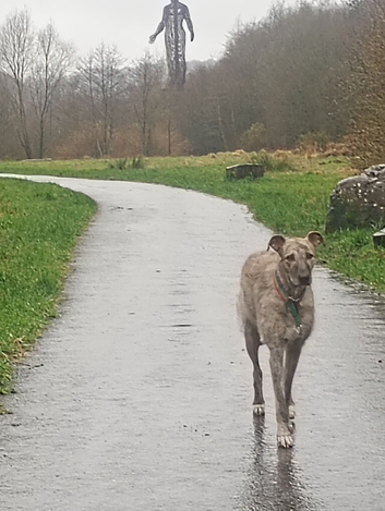 Deerhound Saluki x Bull Wheaton beddy greyhound