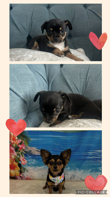 Beautiful Chihuahua Girl Puppies Looking for Their Forever Homes