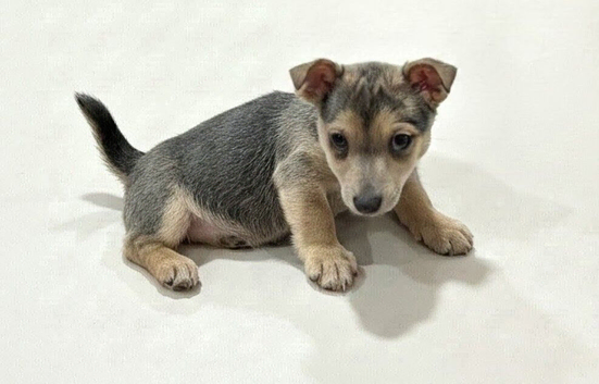 Jack Russell puppy