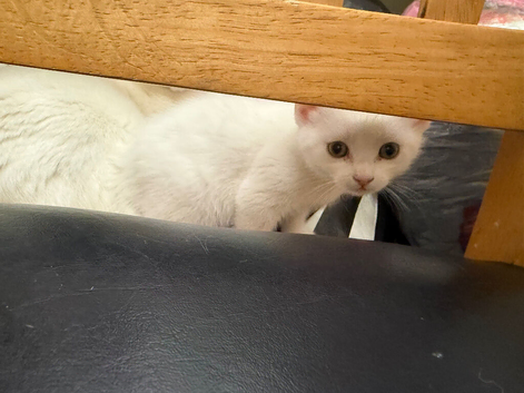 All white female kitten ready for a new home