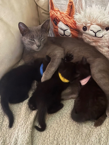 4 lovely little black kittens