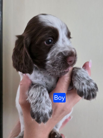 Cocker spaniel puppies